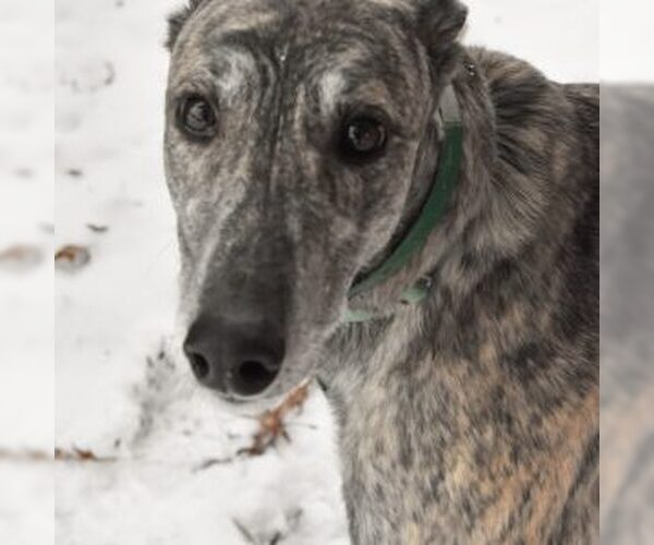Medium Photo #1 Greyhound Puppy For Sale in Grandville, MI, USA