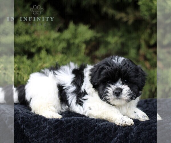 Medium Photo #4 Zuchon Puppy For Sale in KINZERS, PA, USA