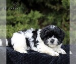 Small Photo #4 Zuchon Puppy For Sale in KINZERS, PA, USA
