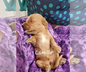 Cavapoo Puppy for sale in COLBY, WI, USA