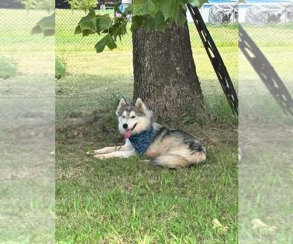 Medium Photo #3 Siberian Husky Puppy For Sale in Carrollton, TX, USA