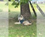 Small #2 Siberian Husky