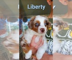 Puppy Liberty Miniature Australian Shepherd