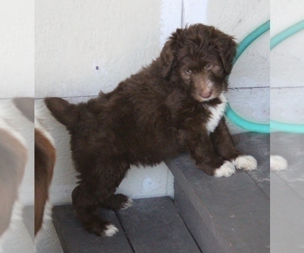 Medium Photo #1 Bordoodle Puppy For Sale in JACKSONVILLE, FL, USA