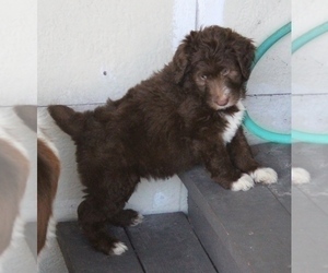 Bordoodle Puppy for Sale in JACKSONVILLE, Florida USA