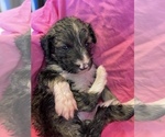 Small #6 F2 Aussiedoodle