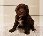 Small Photo #1 Portuguese Water Dog Puppy For Sale in ATMORE, AL, USA