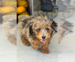 Small #2 Poodle (Miniature)