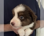 Puppy Puppy 6 Miniature American Shepherd