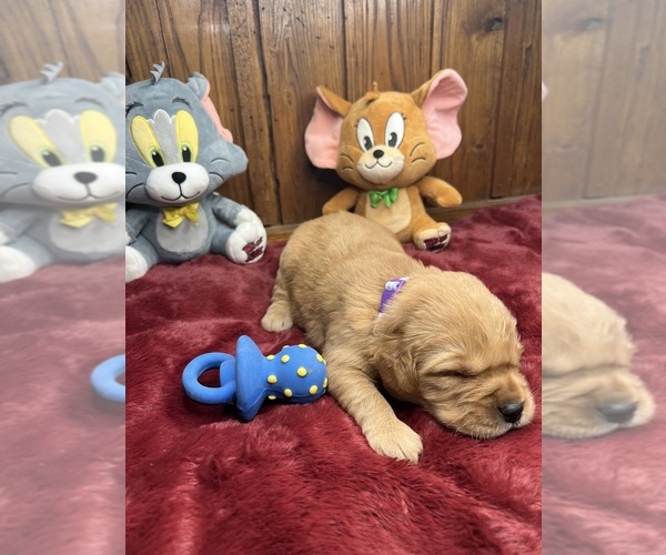 Medium Photo #4 Golden Retriever Puppy For Sale in NEOLA, WV, USA
