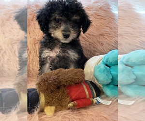 YorkiePoo Puppy for sale in SANTA MONICA, CA, USA