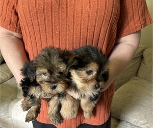 YorkiePoo Puppy for sale in VIRGINIA BEACH, VA, USA