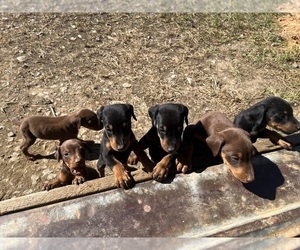 Doberman Pinscher Puppy for sale in CHATSWORTH, GA, USA