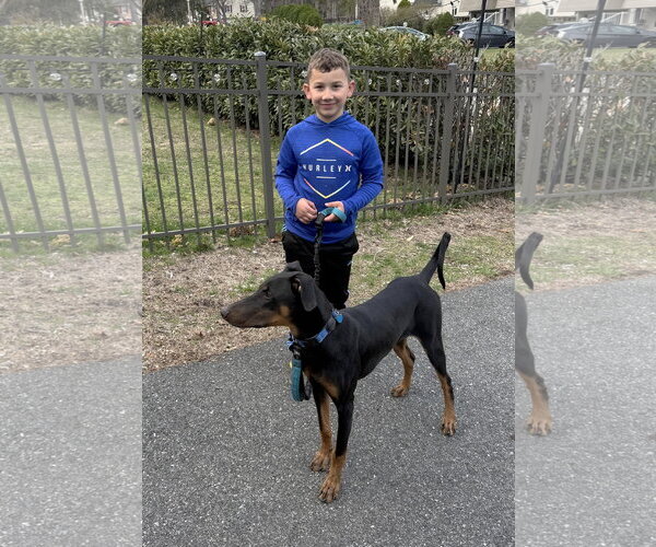 Medium Photo #13 Doberman Pinscher Puppy For Sale in Boonton, NJ, USA