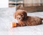 Small Photo #3 Goldendoodle Puppy For Sale in NAPLES, FL, USA