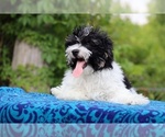 Small #4 Poodle (Toy)