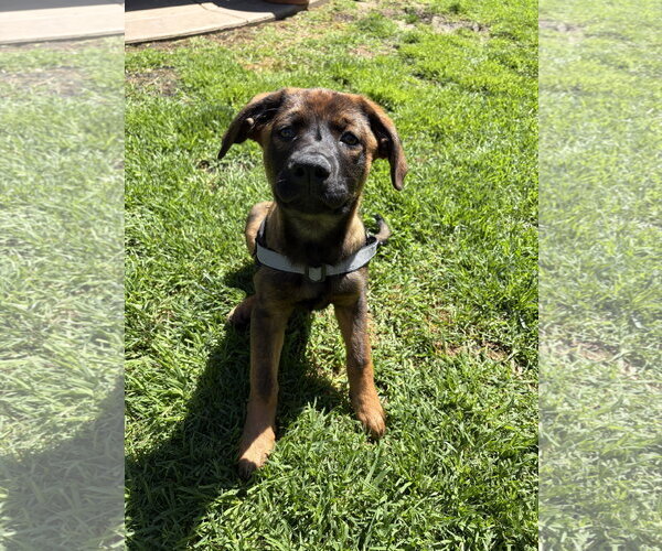 Medium Photo #2 Mutt Puppy For Sale in San Diego, CA, USA