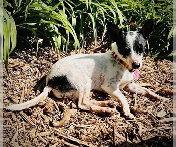 Medium Photo #4 Rat Terrier Puppy For Sale in Atlanta, GA, USA