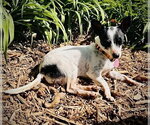 Small #3 Rat Terrier