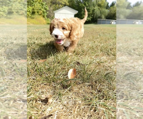 Medium Photo #20 Cavapoo Puppy For Sale in GILBERTSVILLE, PA, USA