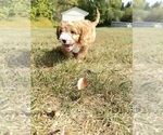 Small #4 Cavapoo