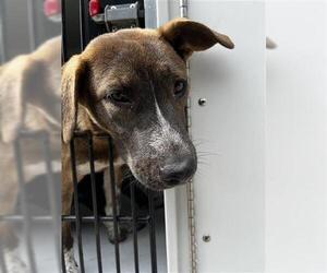 Labrador Retriever-Unknown Mix Dogs for adoption in Houston, TX, USA