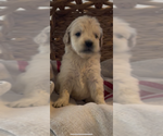 Small #18 Golden Retriever