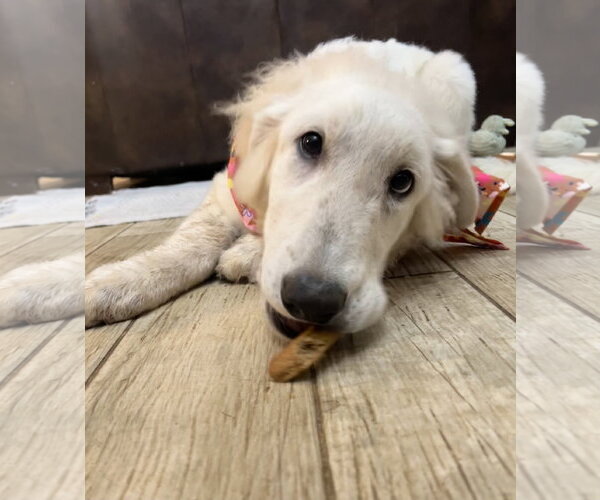 Medium Photo #10 Great Pyrenees Puppy For Sale in Spring, TX, USA