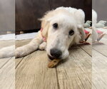Small #9 Great Pyrenees