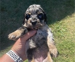 Small Photo #6 Cocker Spaniel Puppy For Sale in GADSDEN, AL, USA