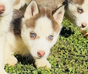 Medium Siberian Husky