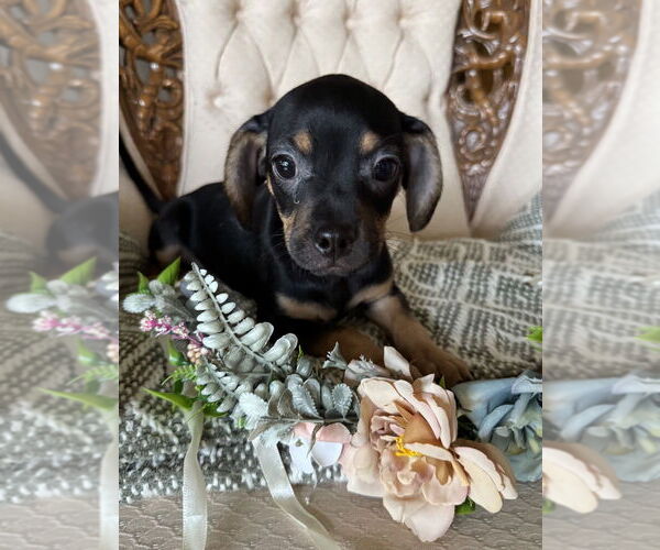 Medium Photo #1 Daug Puppy For Sale in Mundelein, IL, USA