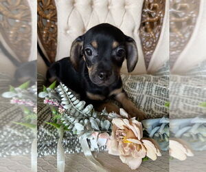 Daug Dogs for adoption in Mundelein, IL, USA