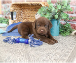 Small #7 Labrador Retriever