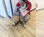 Small #5 Basenji Mix