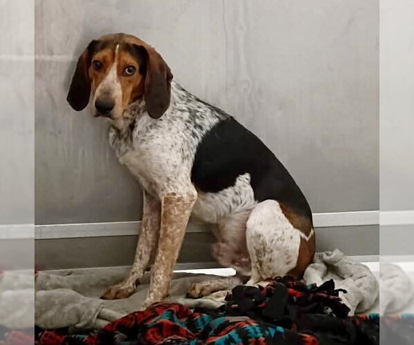 Medium Photo #2 Bluetick Coonhound Puppy For Sale in Spring Lake, NC, USA