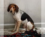 Small #1 Bluetick Coonhound