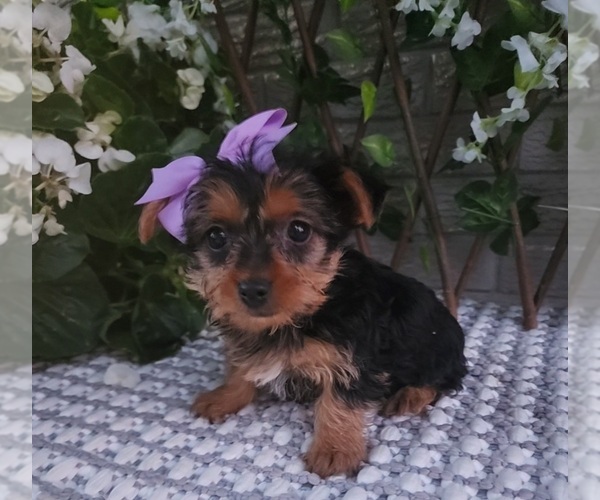 Medium Photo #4 Yorkshire Terrier Puppy For Sale in INDIANAPOLIS, IN, USA