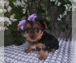 Small #3 Yorkshire Terrier