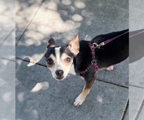 Medium Photo #4 Chihuahua-Unknown Mix Puppy For Sale in Pittsburg, CA, USA