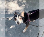 Small #3 Chihuahua Mix