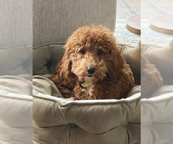 Medium Photo #1 Poodle (Miniature) Puppy For Sale in Fort Wayne, IN, USA