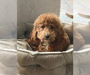 Poodle (Miniature) Dogs for adoption in Fort Wayne, IN, USA