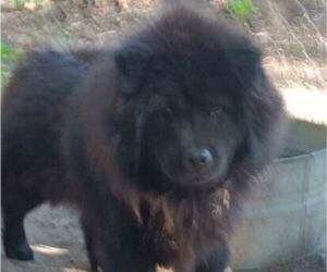 Father of the Chow Chow puppies born on 05/14/2023