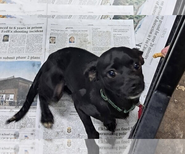 Medium Photo #1 Chug Puppy For Sale in Mukwonago, WI, USA