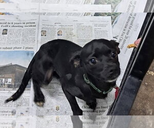Chug Dogs for adoption in Mukwonago, WI, USA