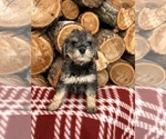 Small Photo #3 Schnoodle (Miniature) Puppy For Sale in MIDDLEBURY, IN, USA