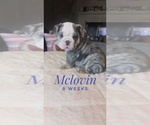 Small Photo #1 Bulldog Puppy For Sale in GLENDALE, AZ, USA