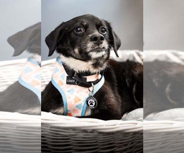 Medium Photo #10 Dachshund-Unknown Mix Puppy For Sale in Princeton, MN, USA