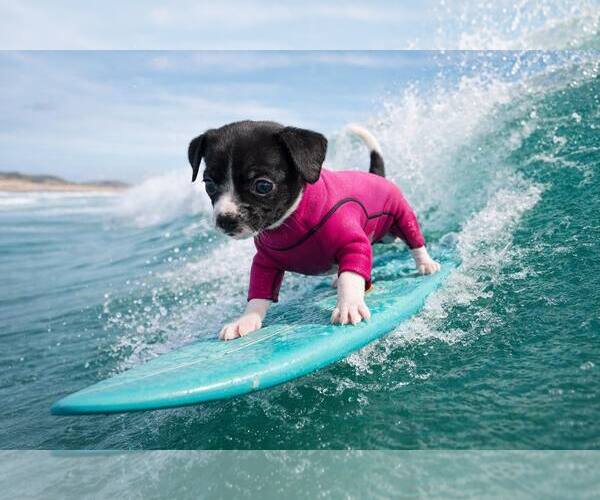 Medium Photo #3 Chihuahua-Unknown Mix Puppy For Sale in Corona, CA, USA